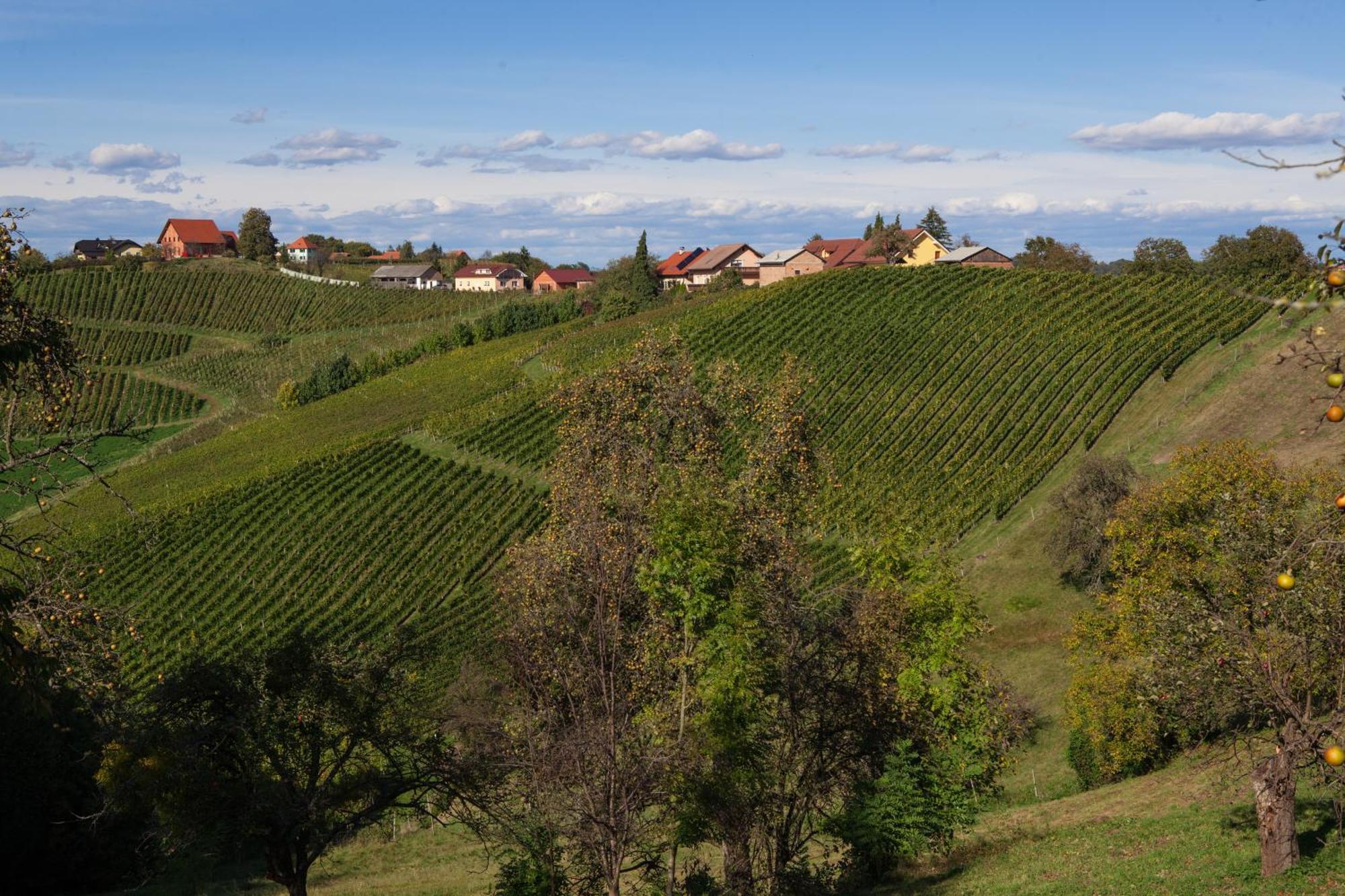 مبيت وإفطار Spodnji Jakobski Dol Wine & Tourism Bracko المظهر الخارجي الصورة